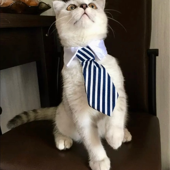 Cat:dog tie collars - Picture 10 of 15